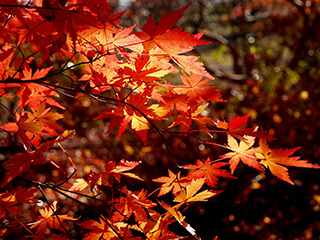 紅葉・楓(モミジ・カエデ)