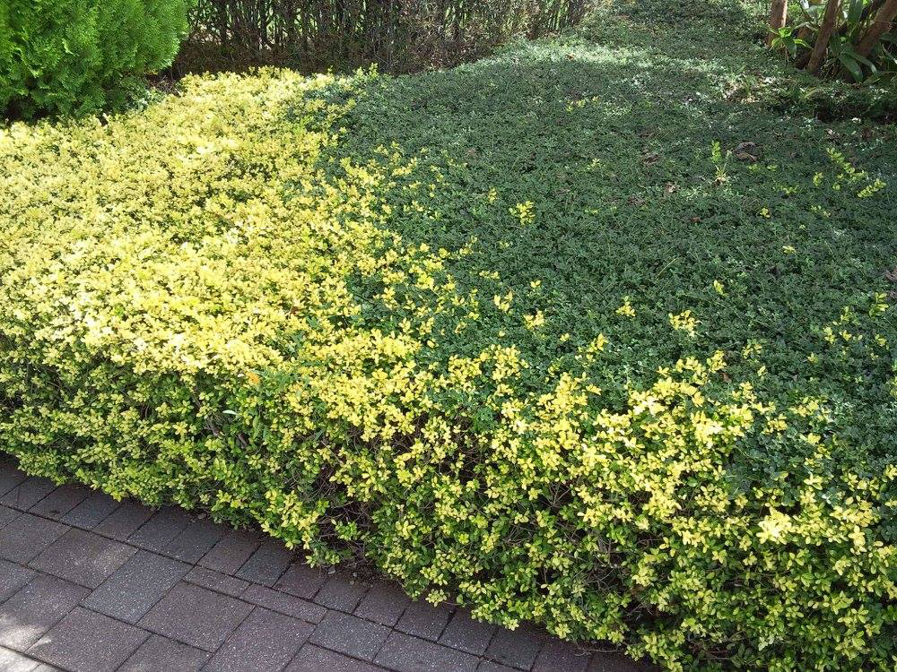 <b>植栽の日々の成長と変化</b>