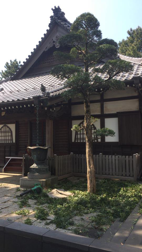 <b>お寺の樹木の手入れをおこないました</b>