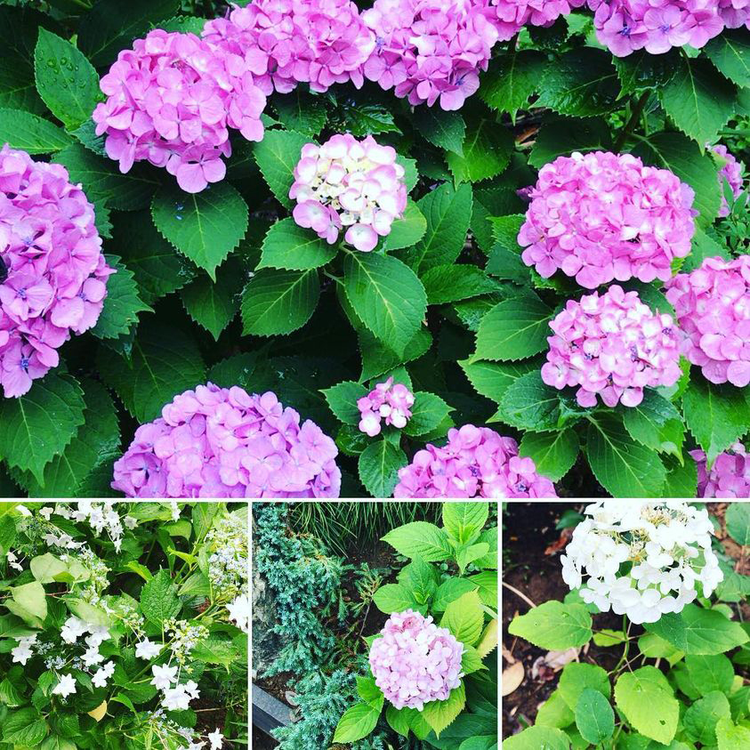 <b>梅雨の美しい花々が開花しました</b>