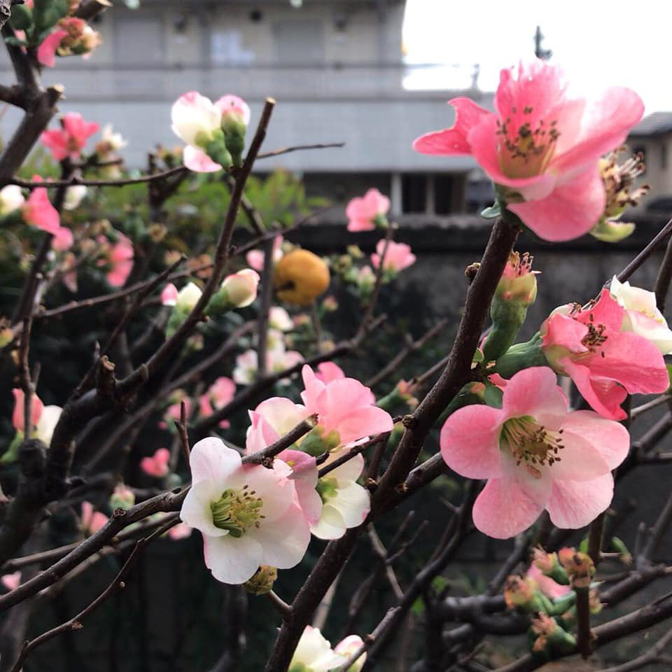 冬の美しい花々が開花してきました