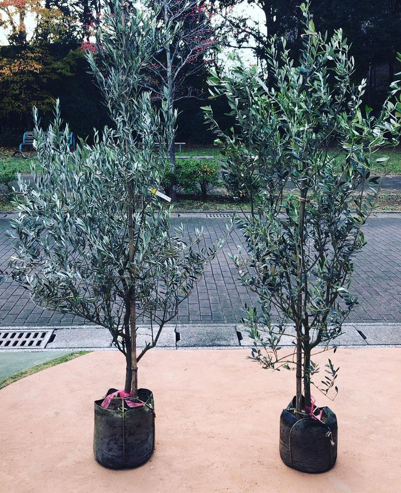 <b>オリーブの植栽工事</b>
