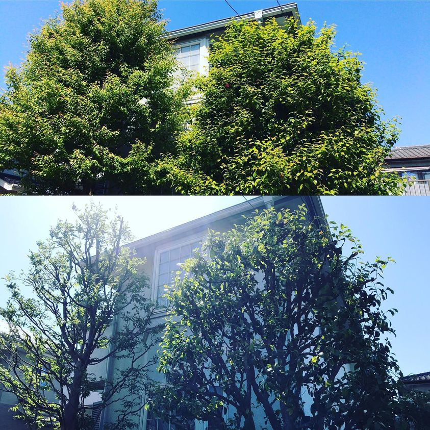 <b>春のお庭の剪定と手入れ</b>