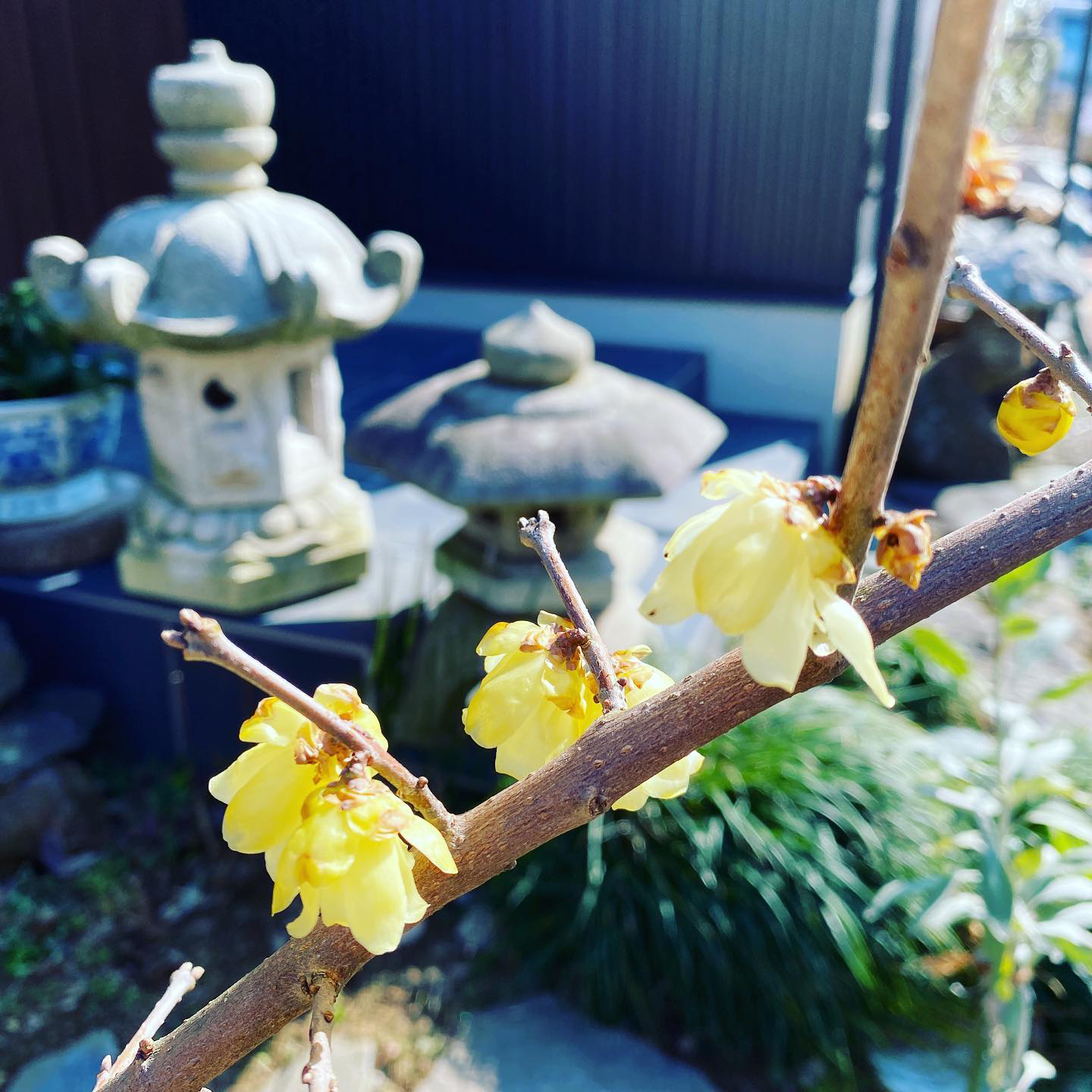 <b>真冬を彩る花々が開花しました</b>