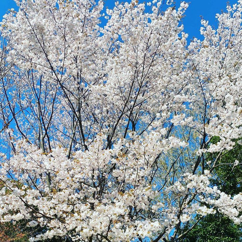 春の訪れ　桜開花