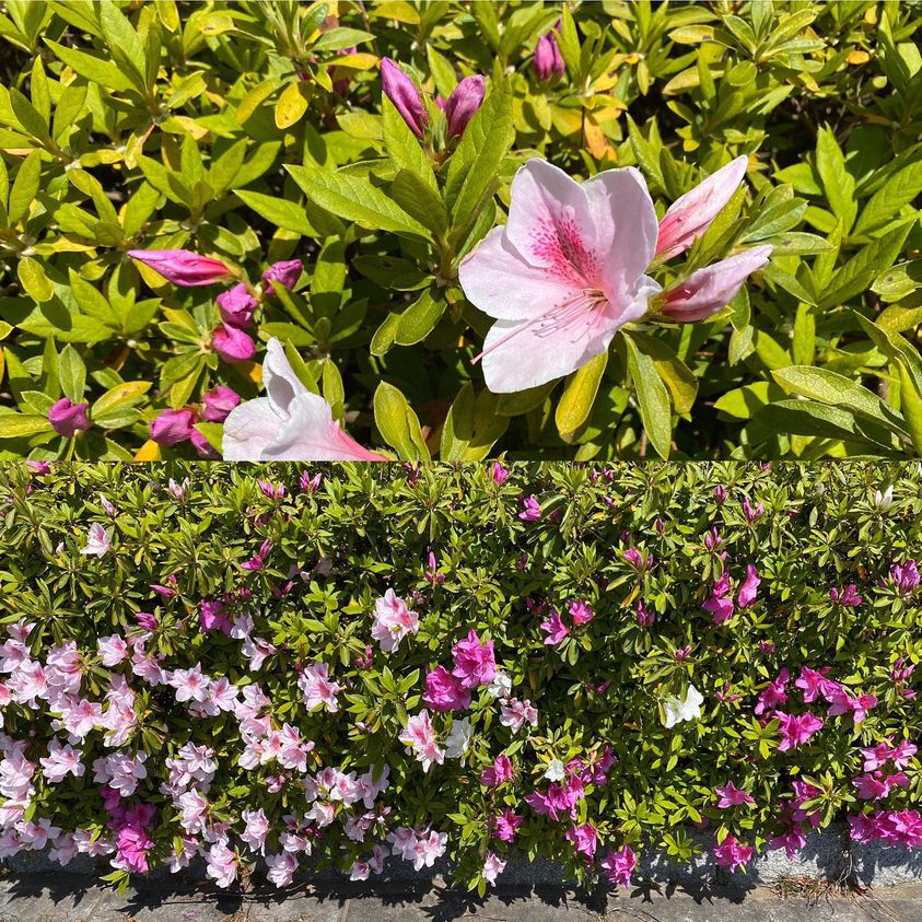 春の植木・庭木