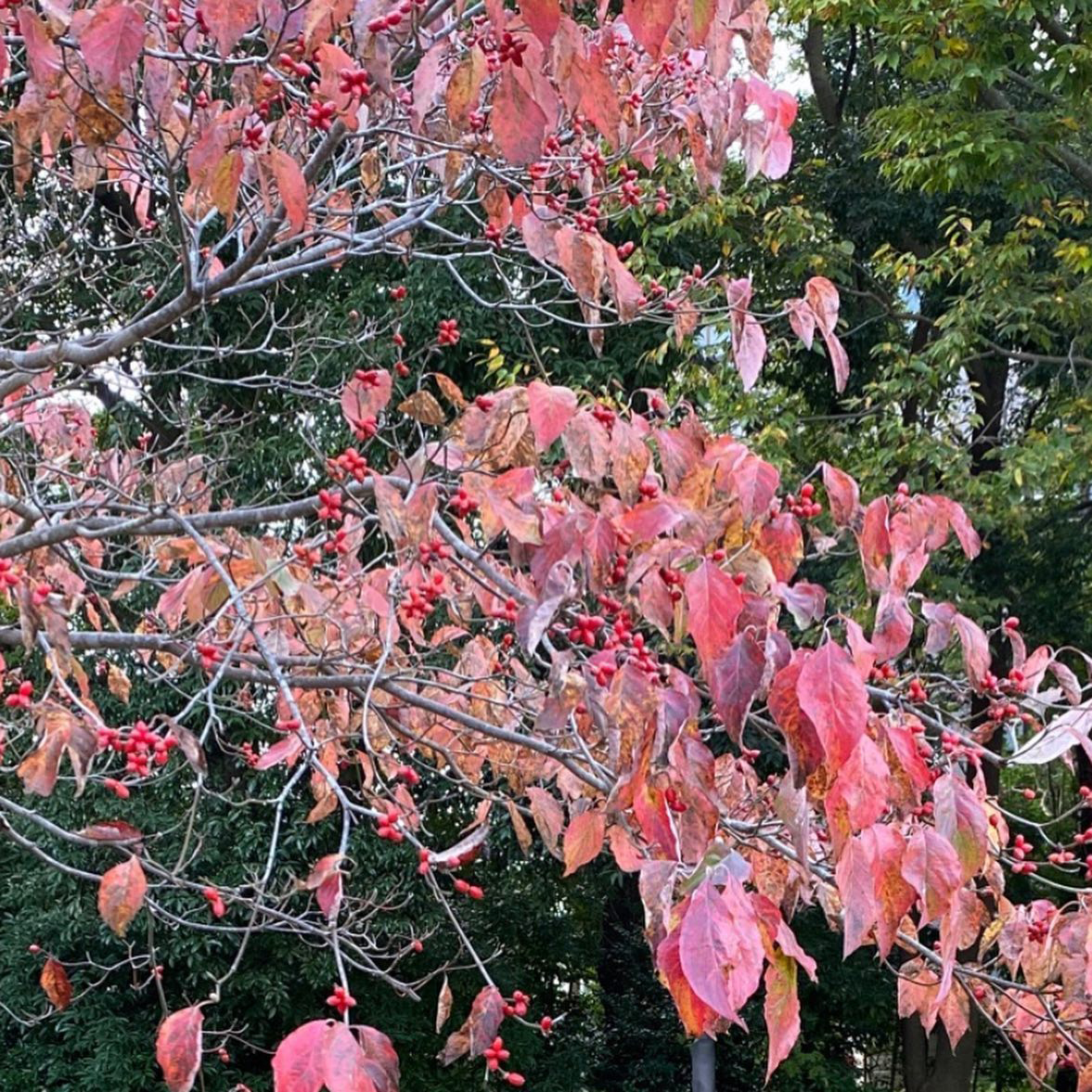 紅葉(こうよう)シーズン到来です
