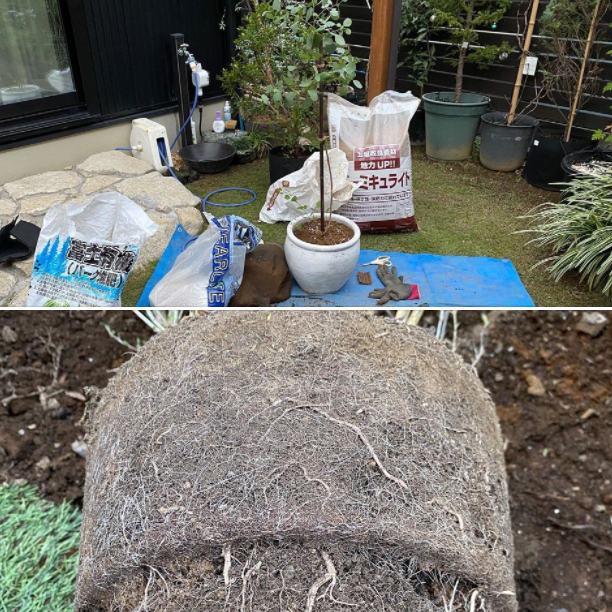 <b>秋のプランター植え替え作業</b>