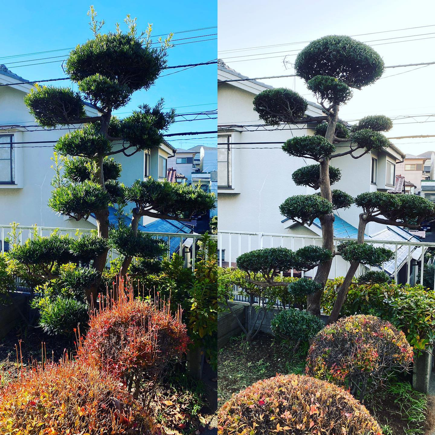 <b>剪定作業のビフォーアフター</b>