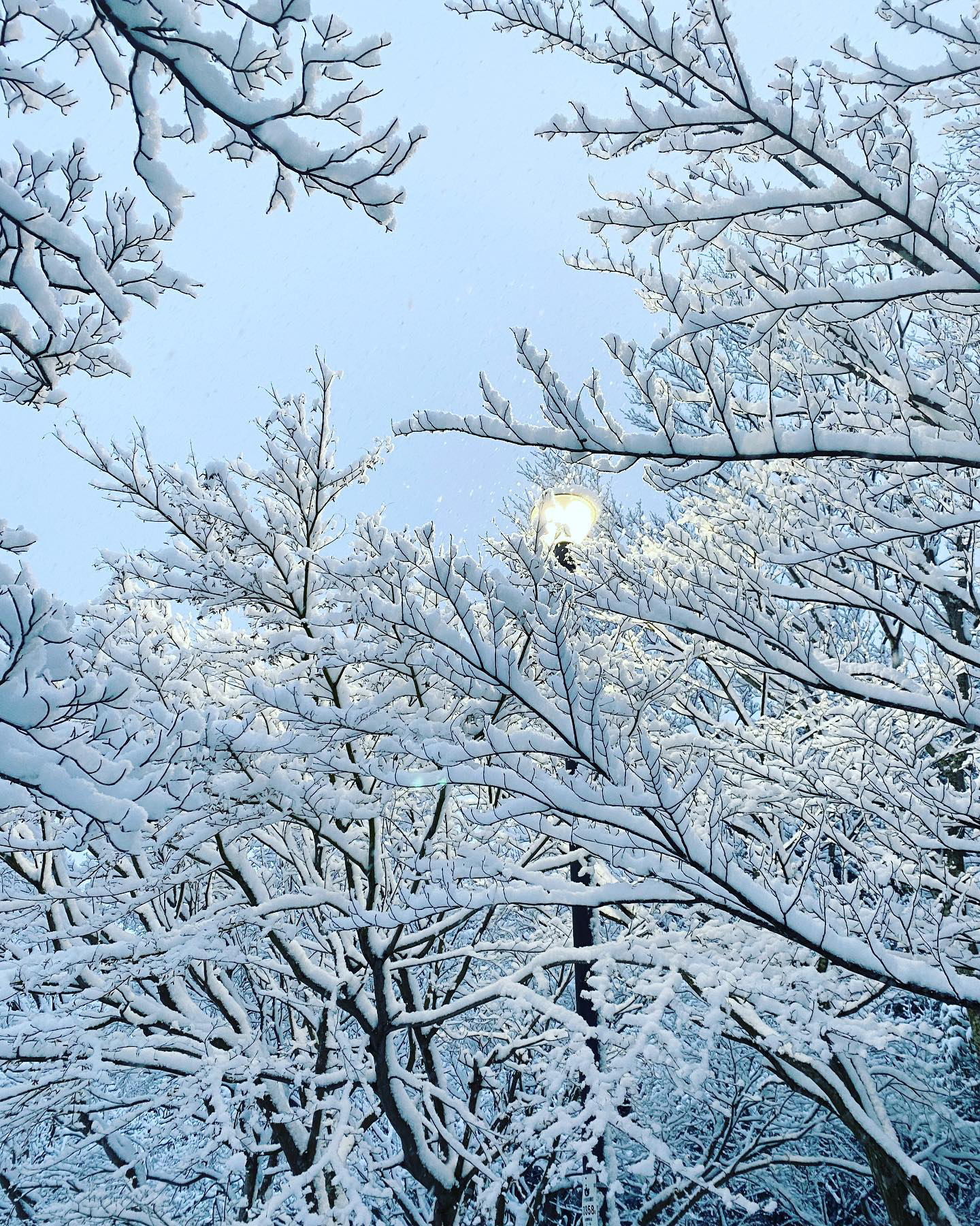 美しい雪景色