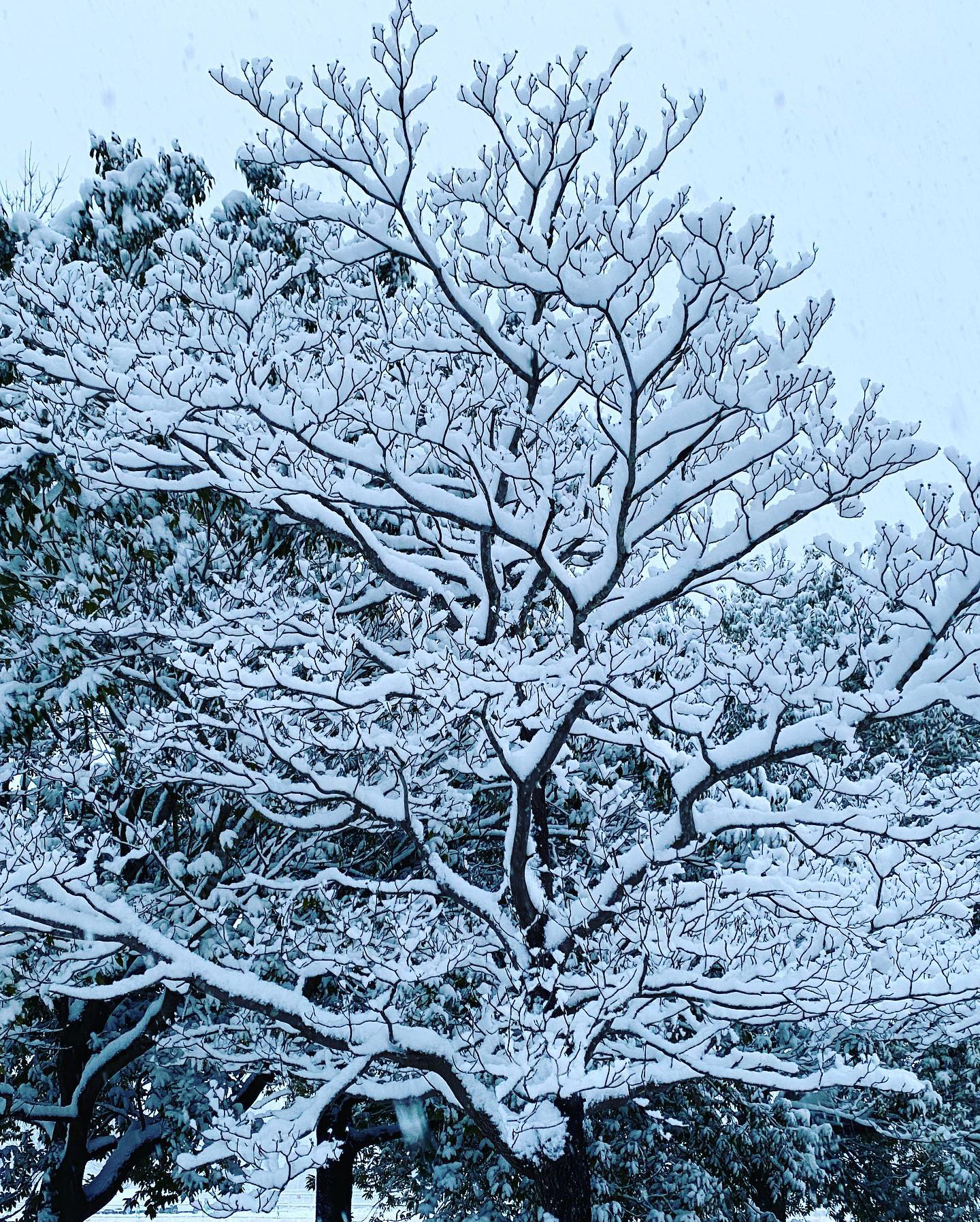 美しい雪景色