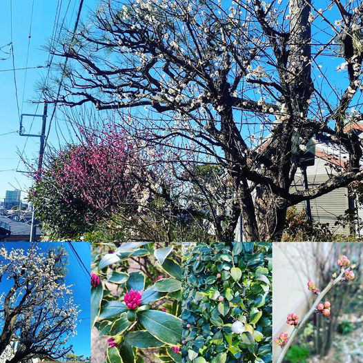 <b>春の樹木の花々が開花してきました</b>