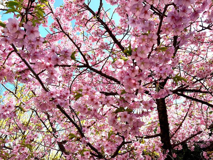 河津桜が満開です！