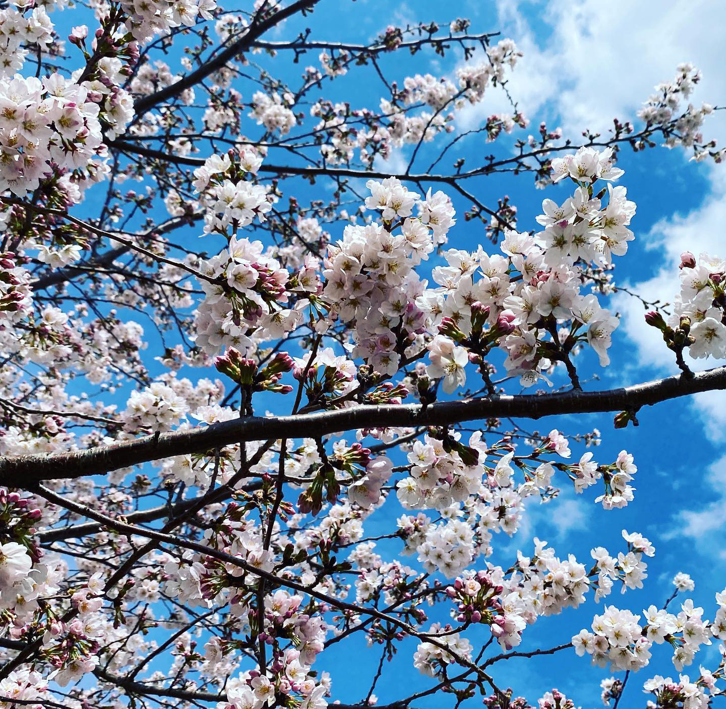 桜ソメイヨシノ他さまざまな植木の花々が咲きました