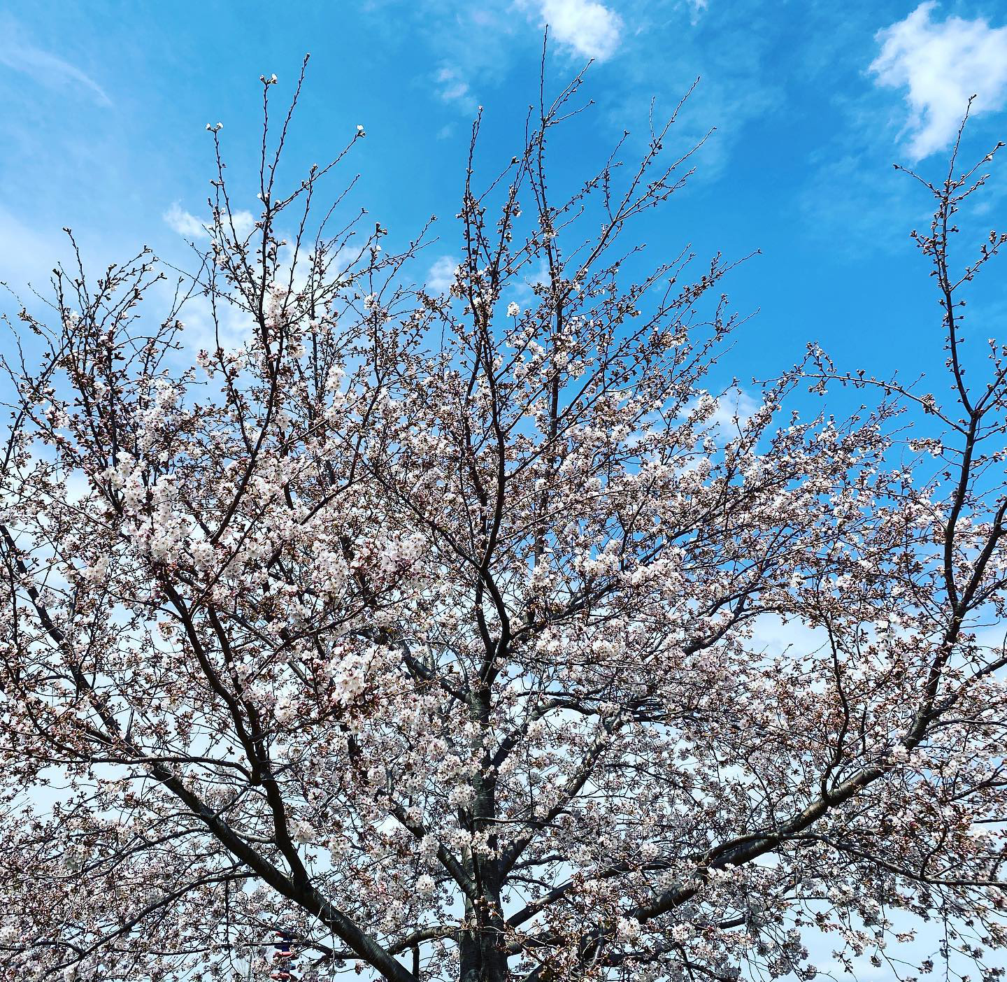 桜ソメイヨシノ他さまざまな植木の花々が咲きました