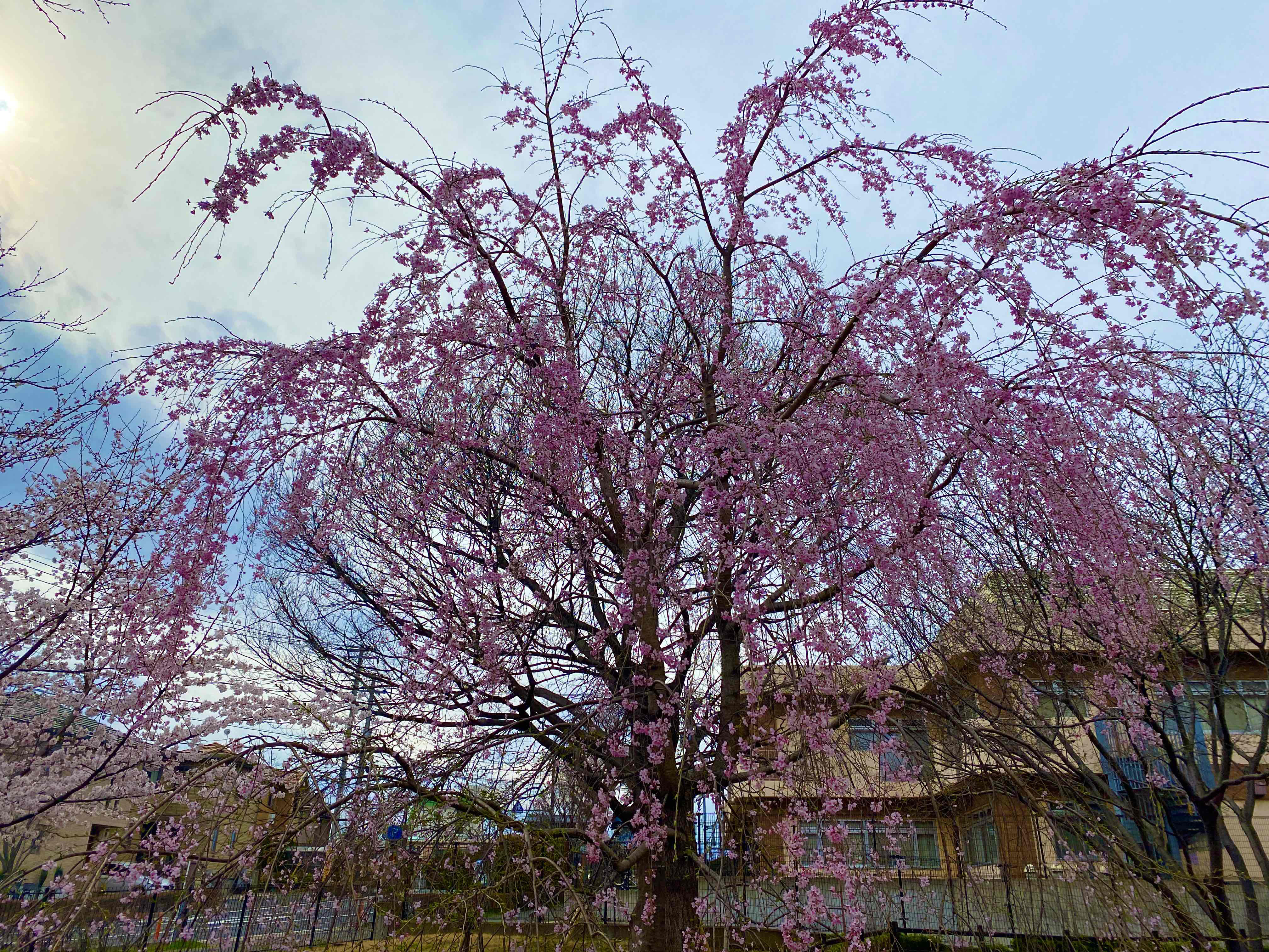 桜ソメイヨシノ他さまざまな植木の花々が咲きました