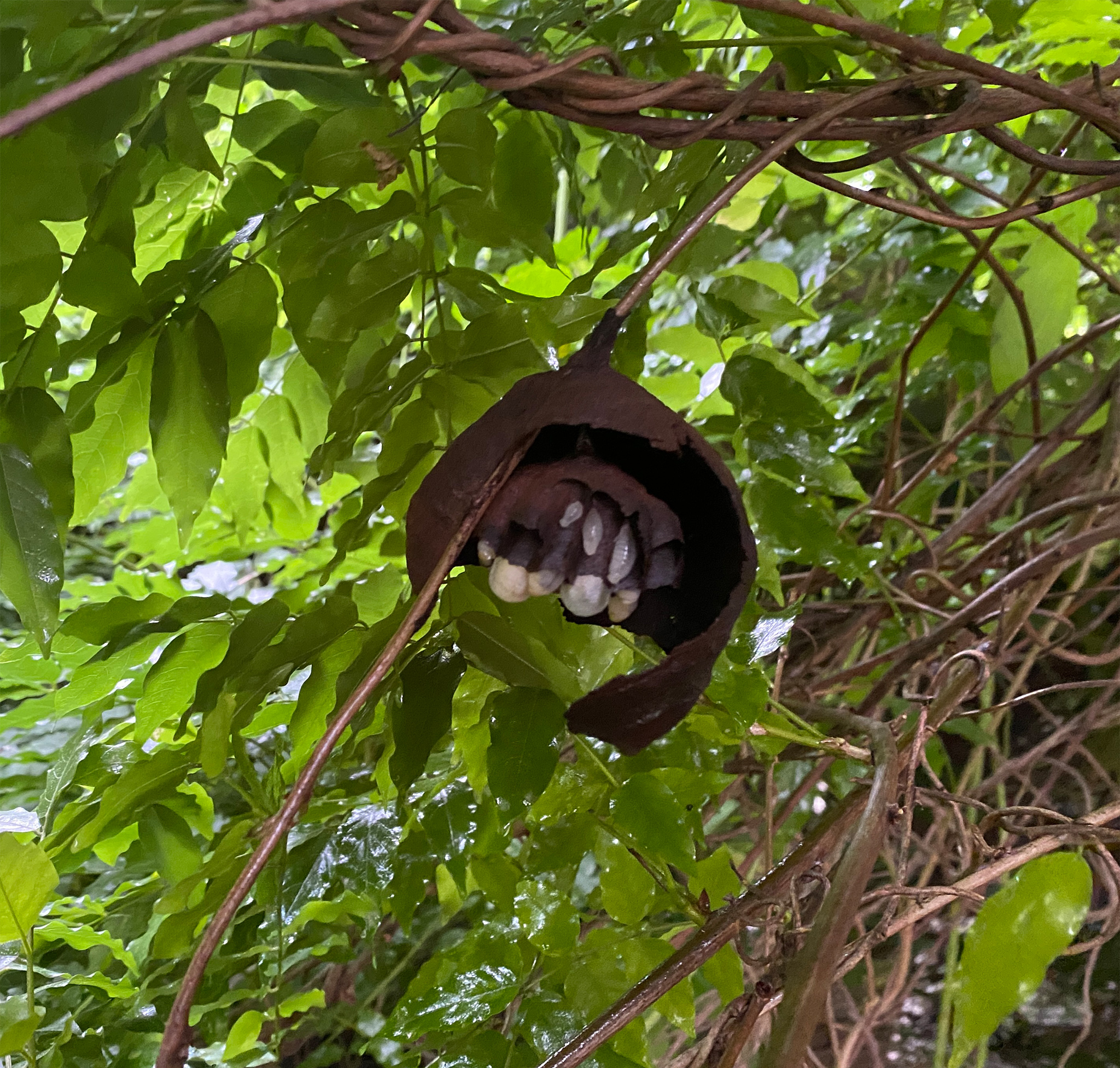 スズメバチの巣を駆除しました