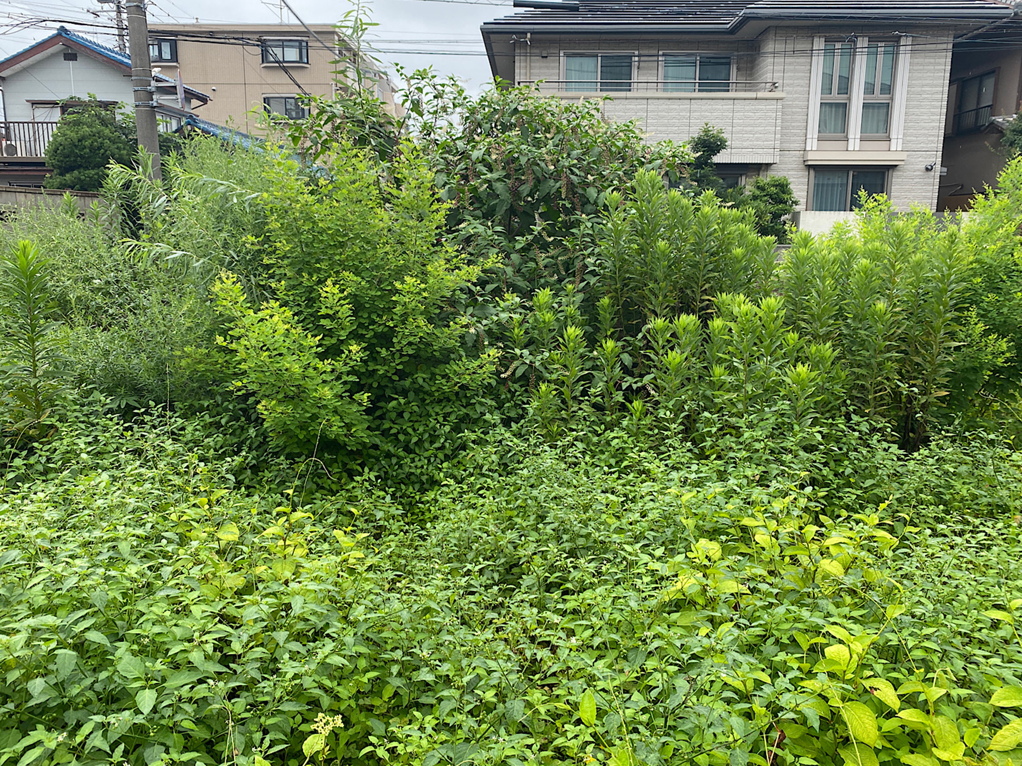 夏の空き地の草刈り＆草の処分運搬＆除草剤散布作業を行ないました