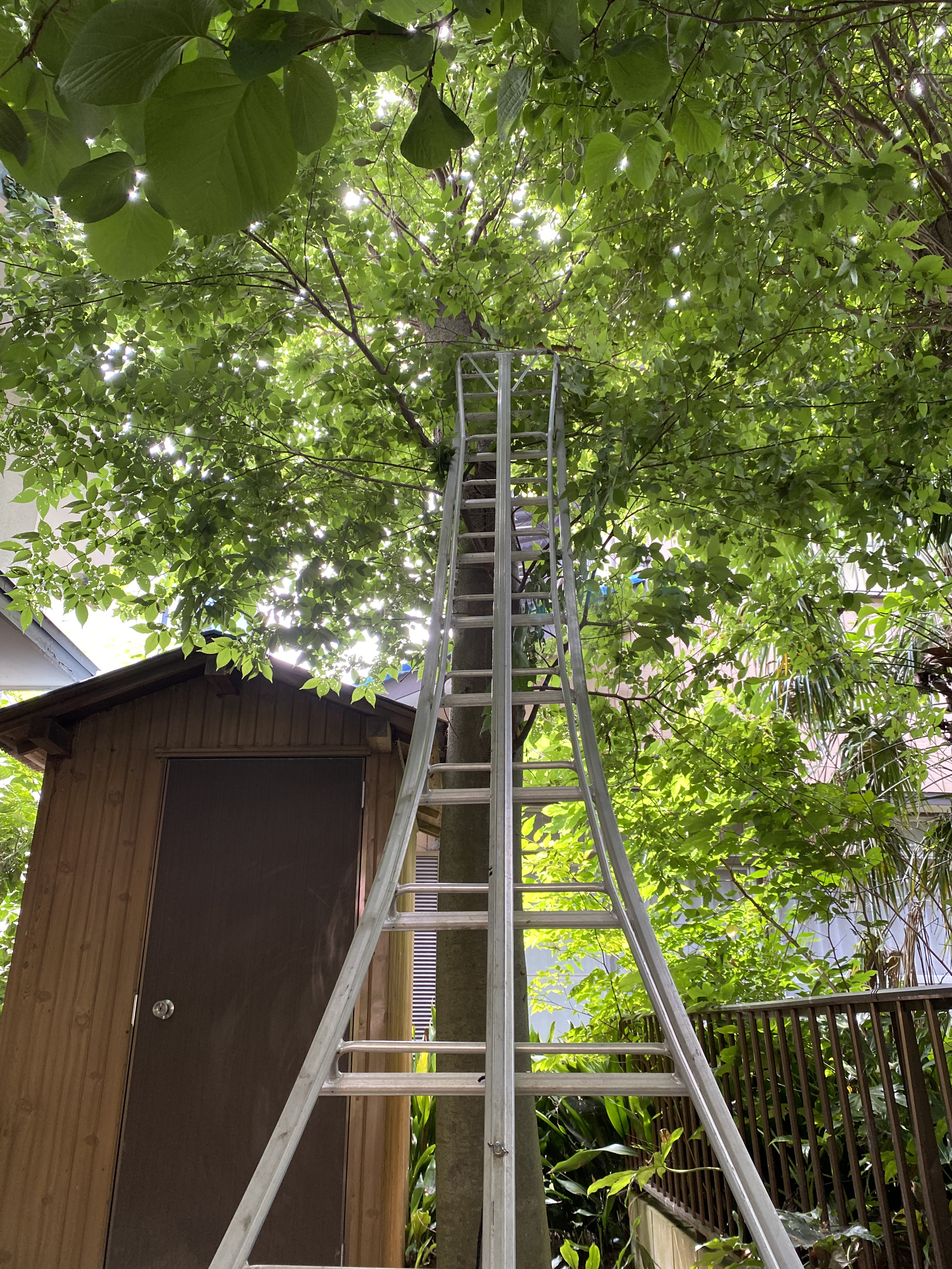 夏の庭を涼しく過ごす方法をご紹介します