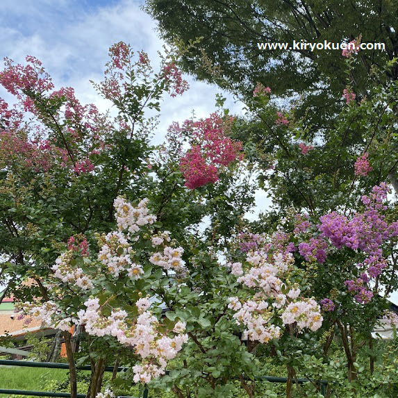 夏の代表的な花木サルスベリが満開になりました