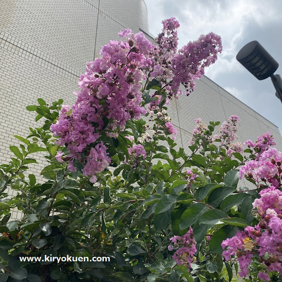 夏の代表的な花木サルスベリが満開になりました