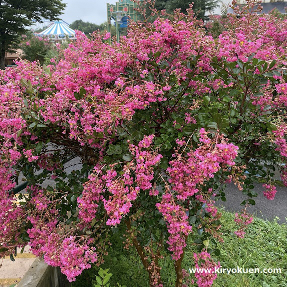 夏の代表的な花木サルスベリが満開になりました