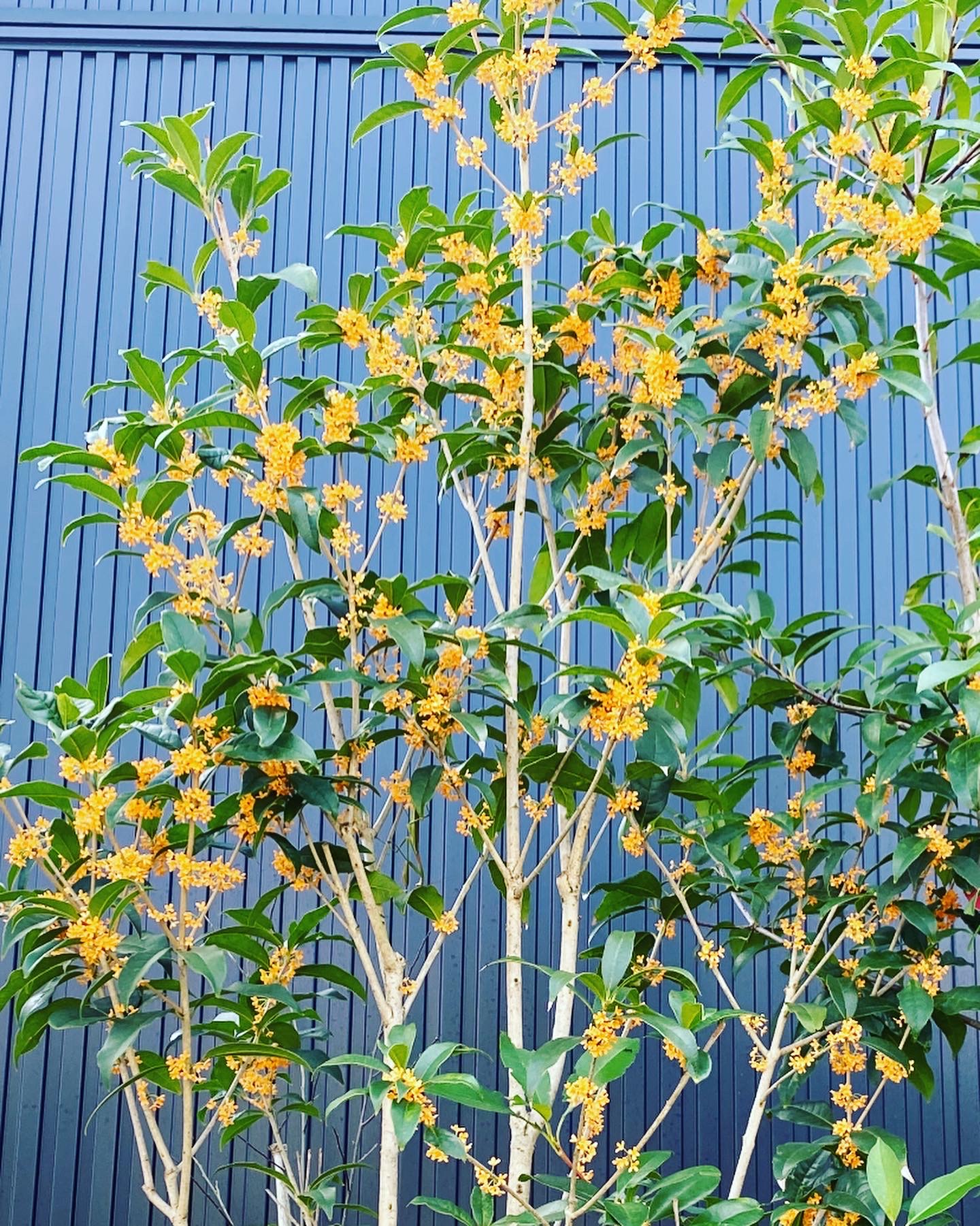 金木犀の開花と花水木の紅葉が見頃です