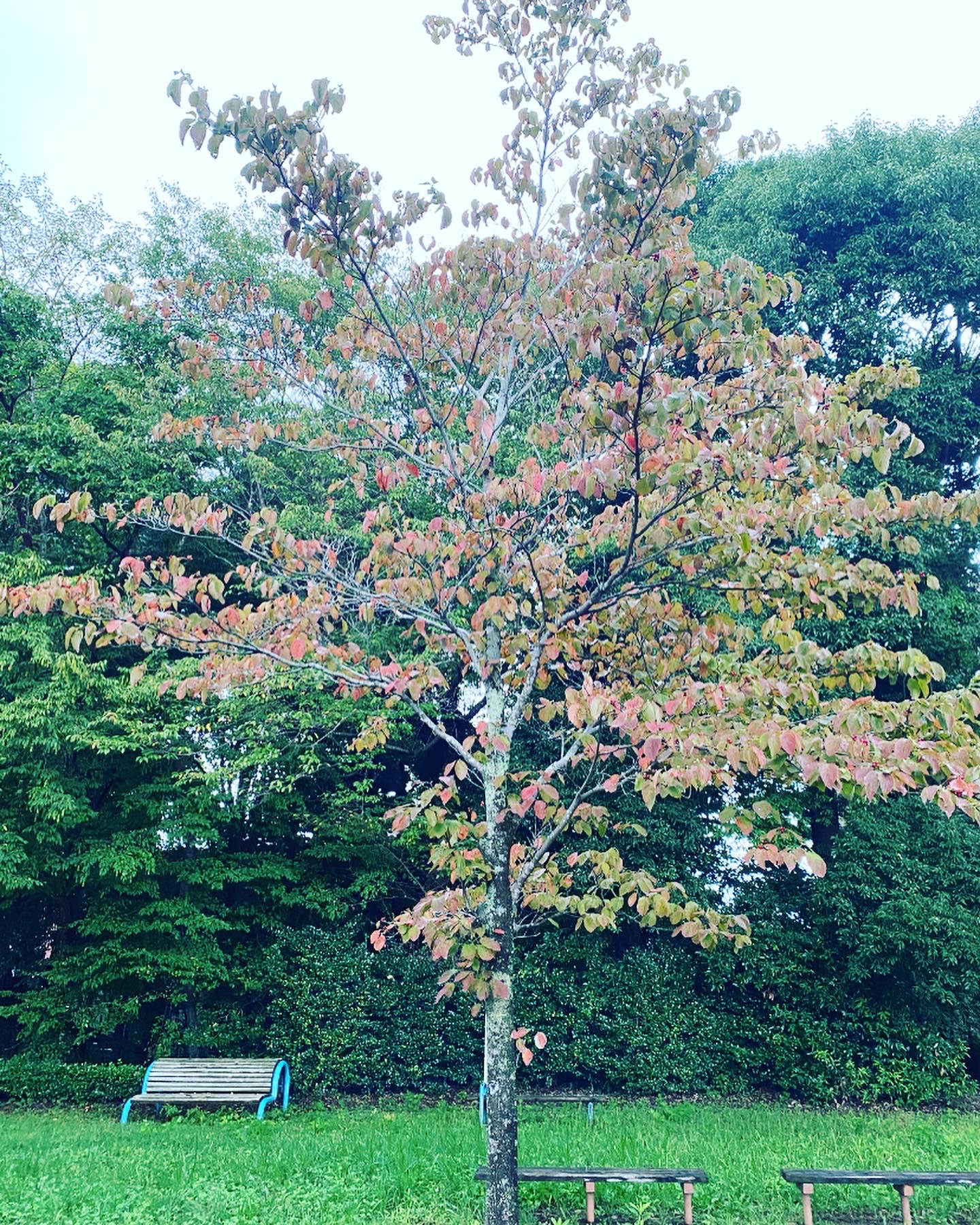 金木犀の開花と花水木の紅葉が見頃です