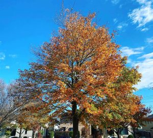 冬のトウカエデの美しい紅葉