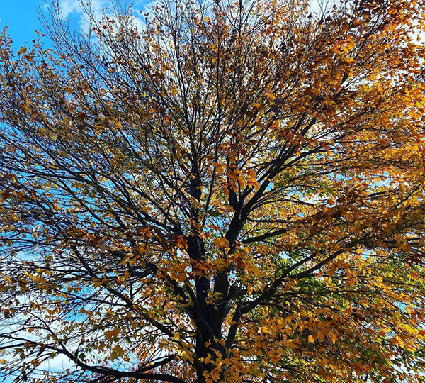 冬のトウカエデの美しい紅葉2