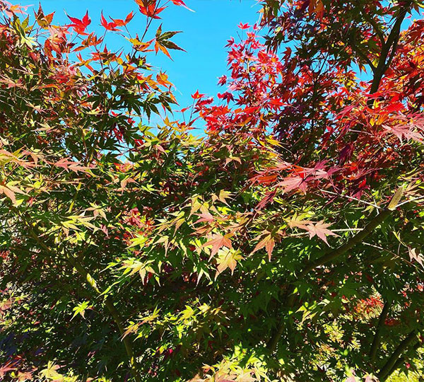 イロハモミジの紅葉2