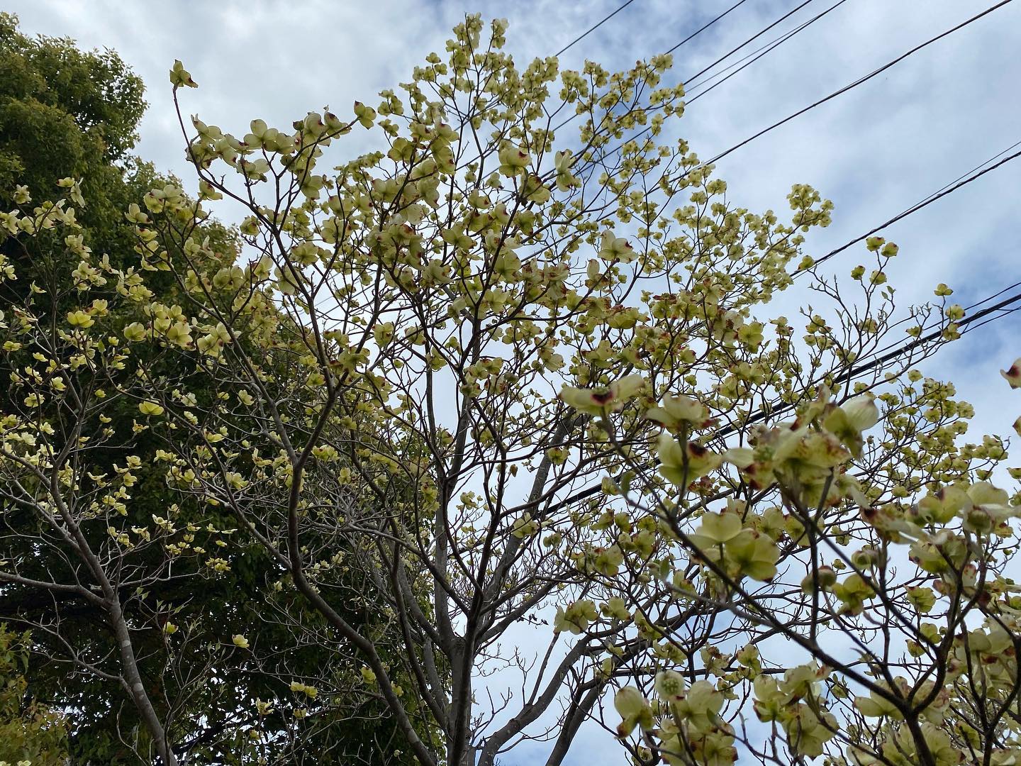 春の木々の美しい新緑が芽生え始めました