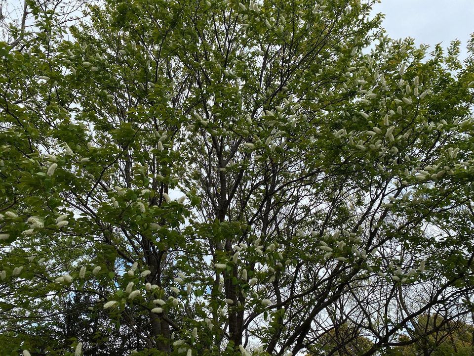 春の美しい新緑の芽生え