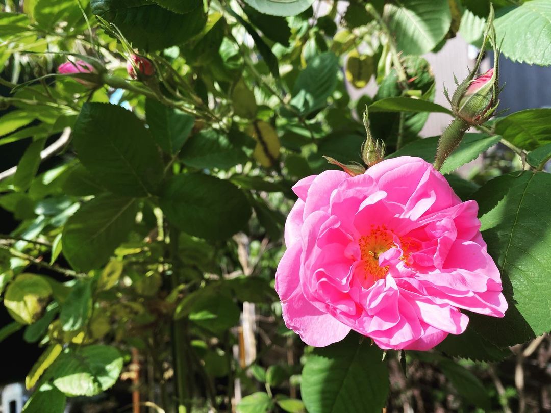 香水の原料のバラ・カザンリクが開花しました