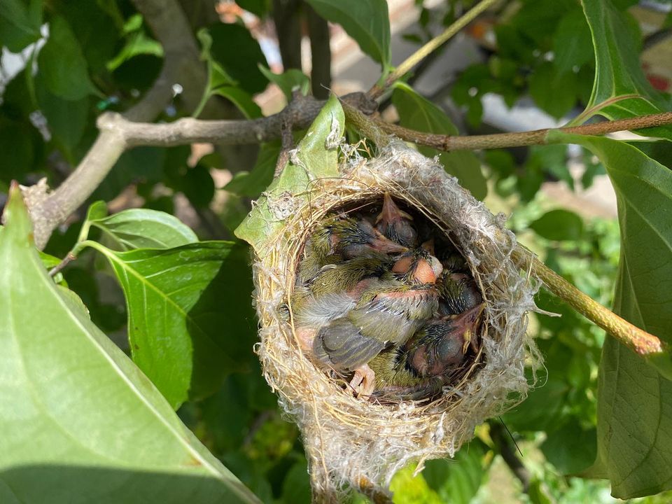 庭の植木に付いた鳥の巣について