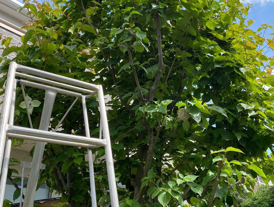 庭の植木に付いた鳥の巣について