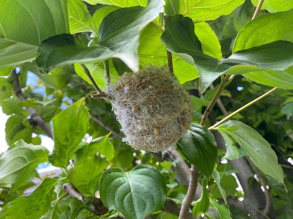 庭の植木に付いた鳥の巣について