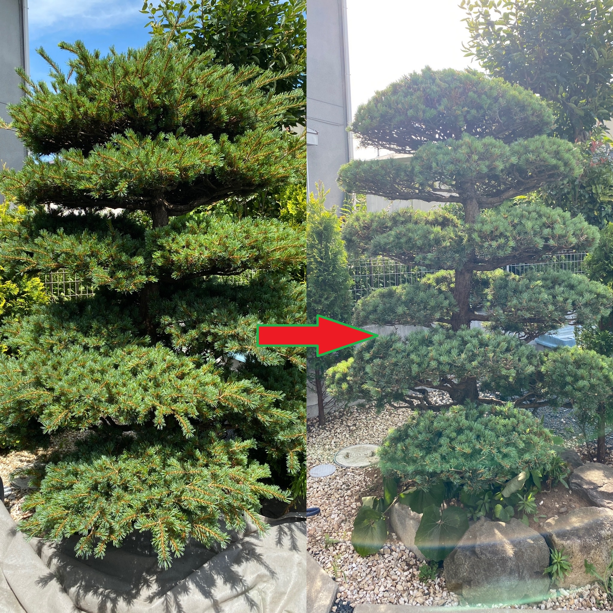 五葉松の手入れの作業前と作業後