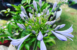 年間管理の美しいアガパンサスの花
