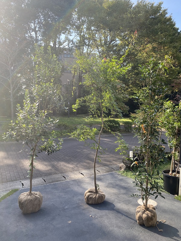 造園&植樹工事用植木