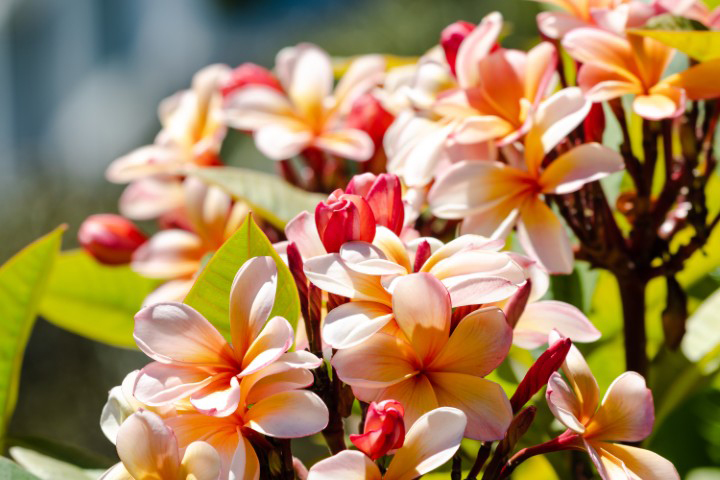 南国を代表する花のプルメリア