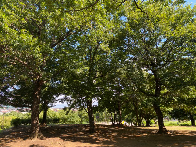 真夏の強い日差しを遮る風通しの良い公園 船橋市