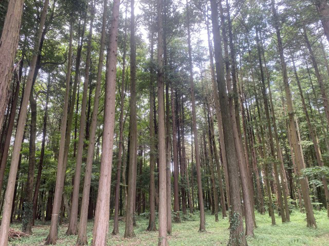 美しい杉の植林 白井市