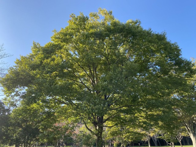 周囲の真夏の気温を下げる樹木