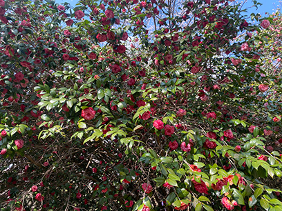 満開の八重椿　八千代市＆佐倉市