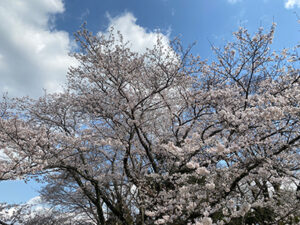 満開直前の桜ソメイヨシノ　八千代市＆印西市