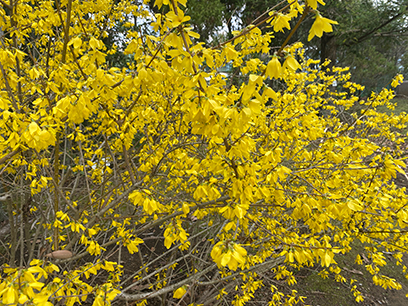 鮮やかに咲くレンギョウの花　八千代市＆印西市