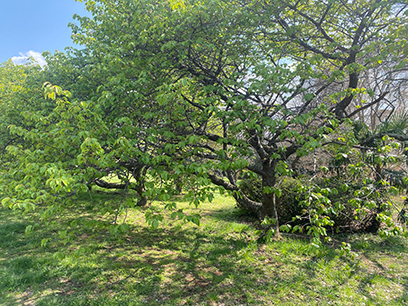 美しく芽生える新緑の移り変わり 八千代市&佐倉市"