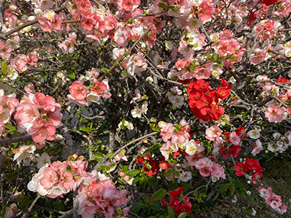 コントラストが綺麗な木瓜（ボケ）の花々　八千代市＆佐倉市