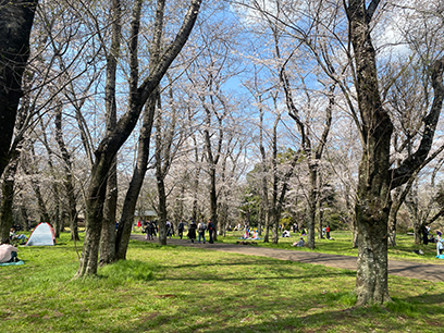 林のように広がる桜の空間　八千代市＆佐倉市